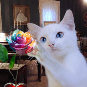 愛音 七色徒然Diary