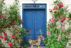 タチアオイ【気高く威厳にみちた美】