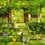 楓の花言葉は「調和」🌳「美しい変化」🍁
