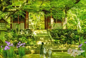 楓の花言葉は「調和」🌳「美しい変化」🍁