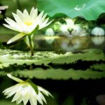 【睡蓮】花言葉は「信頼」「信仰」「清純な心」✨