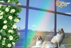 【白い朝顔】優しさは「溢れる喜び」「固い絆」💑