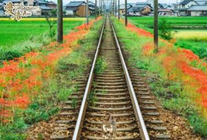 彼岸花の花言葉は「思うはあなた1人」「また会う日を楽しみに」😊✨