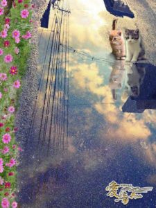 コスモスの花言葉は「優美・調和✨」ついでに「乙女の愛情❤️」