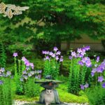 桔梗の花言葉は「永遠の愛」🥰✨