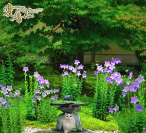 桔梗の花言葉は「永遠の愛」🥰✨