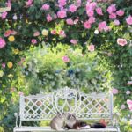 そろそろ秋薔薇の季節🌹イングリッシュローズの花言葉は『微笑み』📕✨
