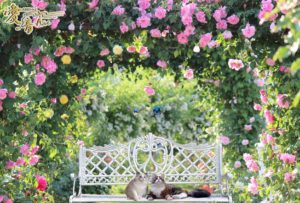 そろそろ秋薔薇の季節🌹イングリッシュローズの花言葉は『微笑み』📕✨