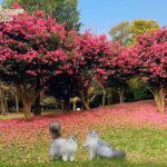 ほこっと暖ったか色💗山茶花の花言葉は、「あなたがもっとも美しい」「永遠の愛」✨