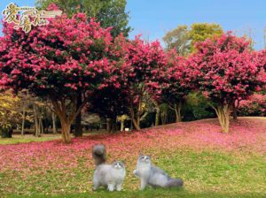 ほこっと暖ったか色💗山茶花の花言葉は、「あなたがもっとも美しい」「永遠の愛」✨