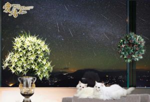 .星に願いを🌠アングレカムの花言葉は「祈り」「いつまでもあなたと一緒」💘✨