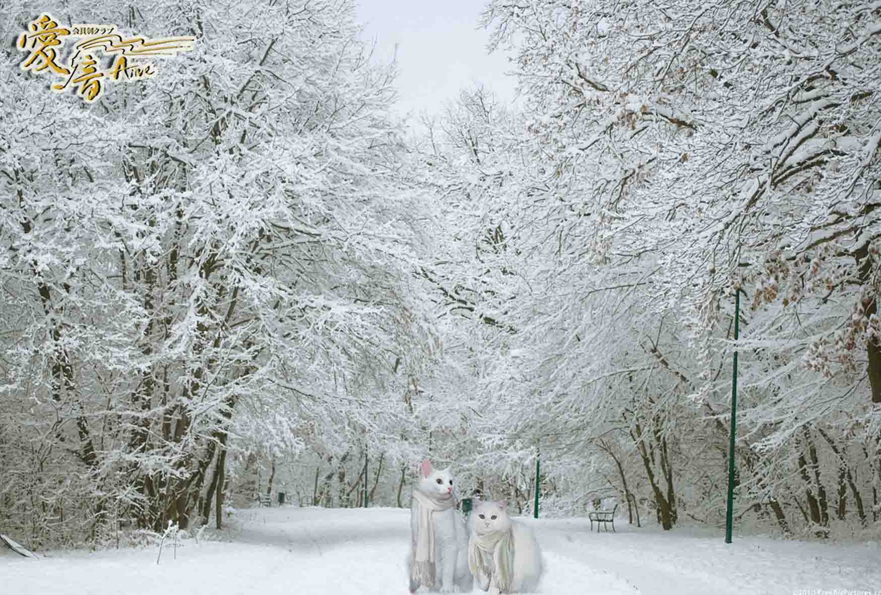 雪こそ 冬の華で花 花言葉は 絡合 循環 なんていかが Aine 会員制クラブ愛音