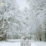 雪こそ、冬の華で花❄✨ 花言葉は「絡合」「循環」なんていかが💬☃️❄️✨