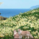 白い水仙の花言葉は「尊敬」「神秘」🌬️✨