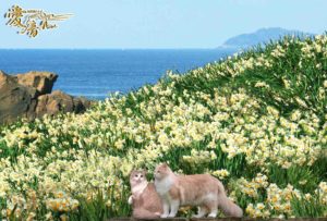 白い水仙の花言葉は「尊敬」「神秘」🌬️✨