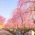 梅の花言葉は「高潔」「忠実」「忍耐」🥰