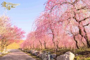 梅の花言葉は「高潔」「忠実」「忍耐」🥰