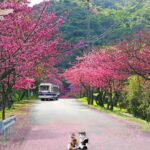寒緋桜の花言葉は「あでやかな美人」👸🌸