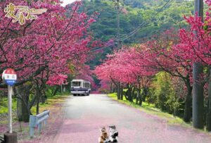 寒緋桜の花言葉は「あでやかな美人」👸🌸