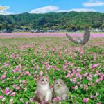 レンゲ草の花言葉は「心が和らぐ」😌🎀