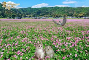 レンゲ草の花言葉は「心が和らぐ」😌🎀