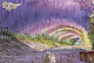 藤の花言葉は「優しさ」「決して離れない」🦋✨