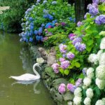 紫陽花の花言葉は『辛抱強い愛情』そして『寛容』🌈✨