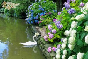 紫陽花の花言葉は『辛抱強い愛情』そして『寛容』🌈✨