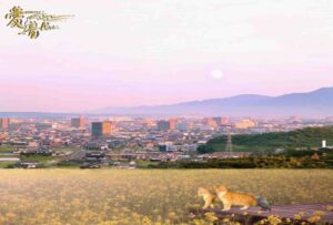 菜の花の花言葉は、『快活』『明るさ』📕