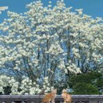 木蓮の花言葉は『自然への愛』『持続性』
