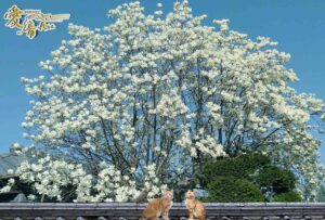 木蓮の花言葉は『自然への愛』『持続性』