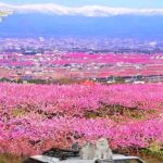 桃の花言葉は『気立てのよさ』『天下無敵』