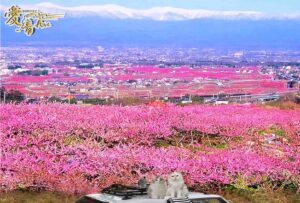 桃の花言葉は『気立てのよさ』『天下無敵』