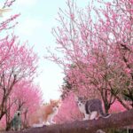 桃の花言葉は‥桃源郷続編