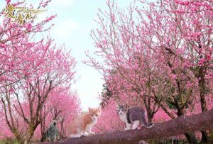 桃の花言葉は‥桃源郷続編