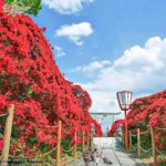 ツツジの花言葉は、 「慎しみ」こそ至高への「訓練」👍