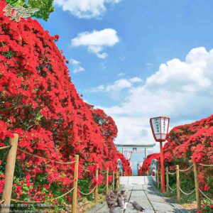 ツツジの花言葉は、 「慎しみ」こそ至高への「訓練」👍