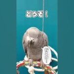 私の大切な家族『お喋りヨウムのく〜ちゃん🌈』を、ご紹介します💕❤️