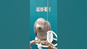 私の大切な家族『お喋りヨウムのく〜ちゃん🌈』を、ご紹介します💕❤️