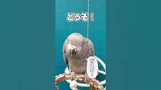 私の大切な家族『お喋りヨウムのく〜ちゃん🌈』を、ご紹介します💕❤️