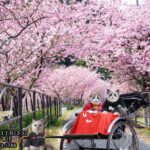 2023年　愛音　弥生のお便り